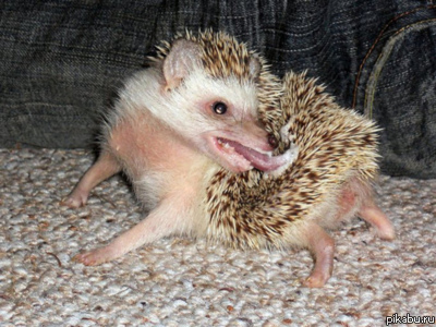 � �������, � �������