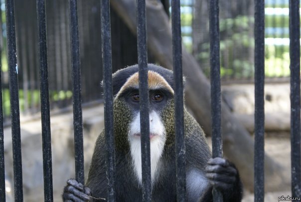 Пожизненное заключение...