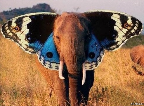 �������� �������