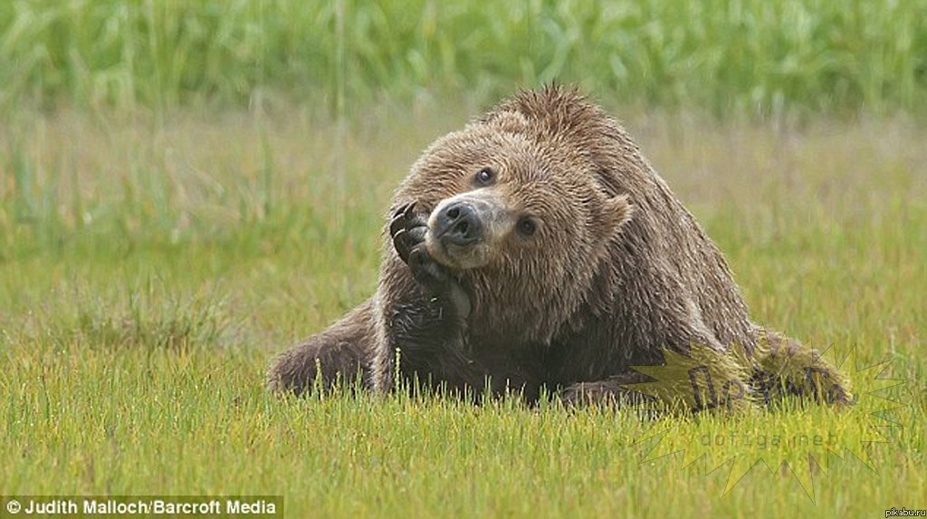 Вот смотрю я на тебя и думаю...