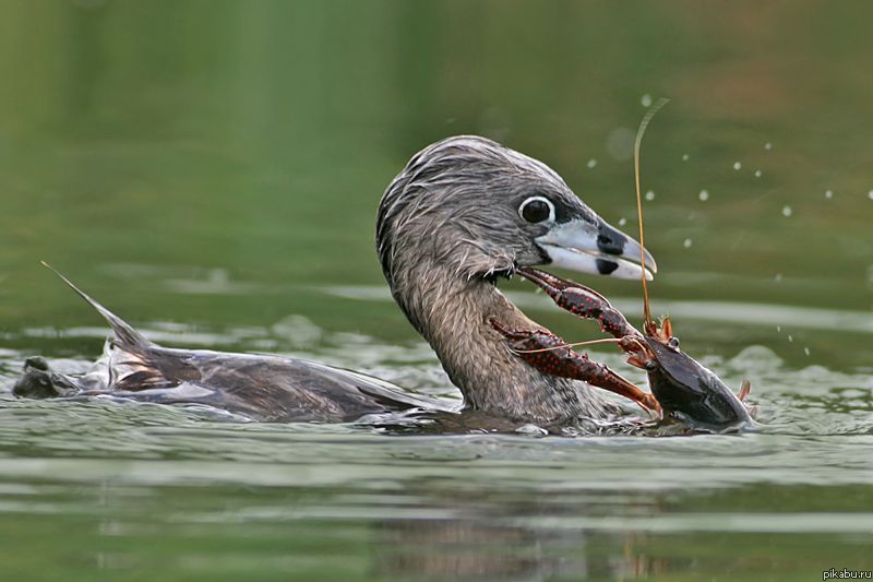 Обед не сдаётся