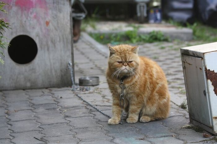 Он что, настолько свиреп, что его держат на цепи?