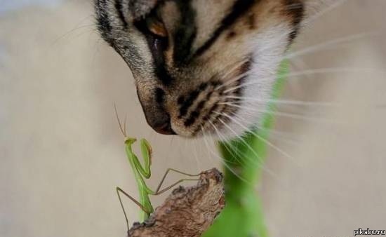 Ставлю на богомола.