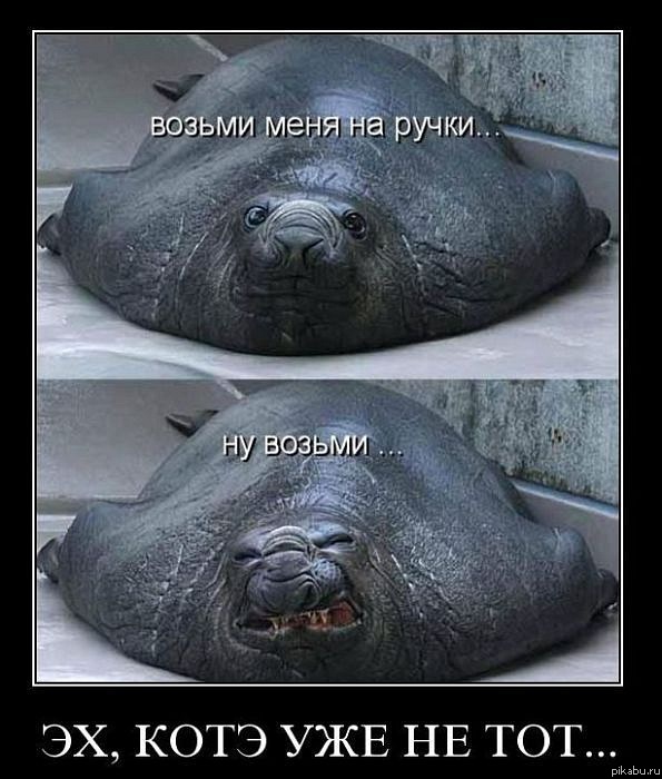 Для любителей котЭ