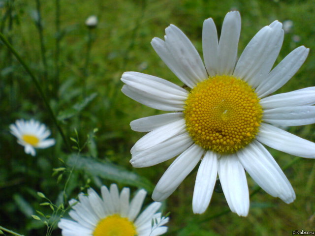 Ромашки!