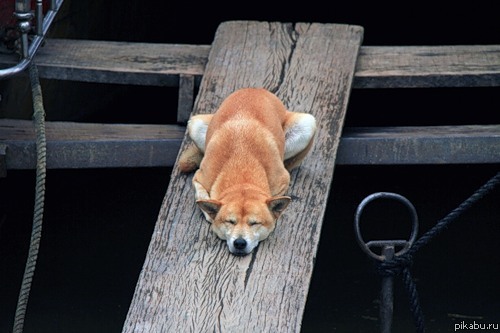 ���� ���������