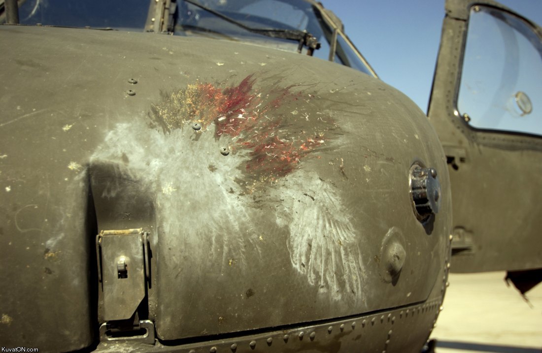 Птичку жалко