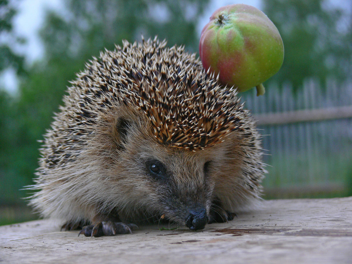 � ��� ������� ������...