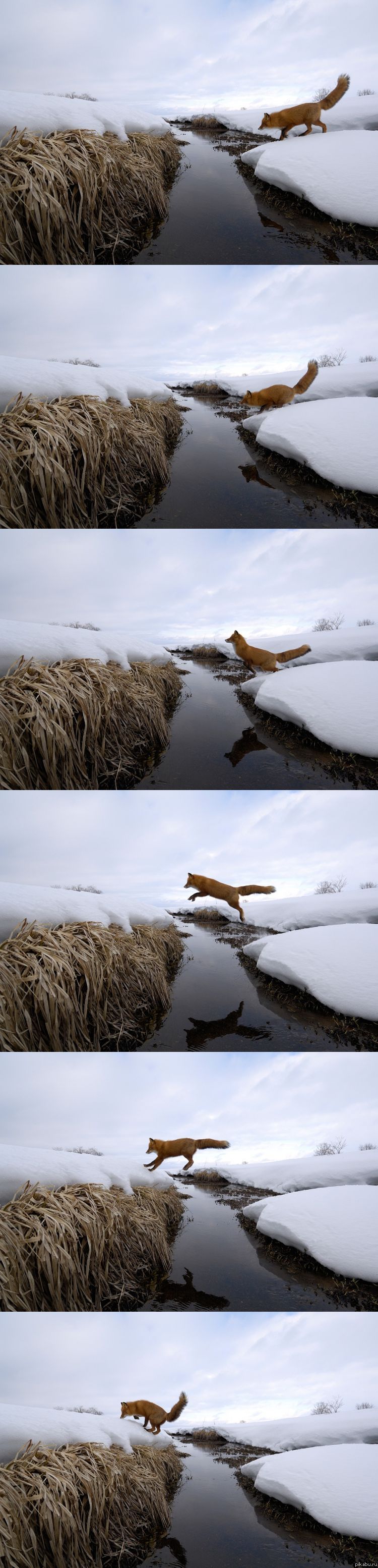 ������ ���������