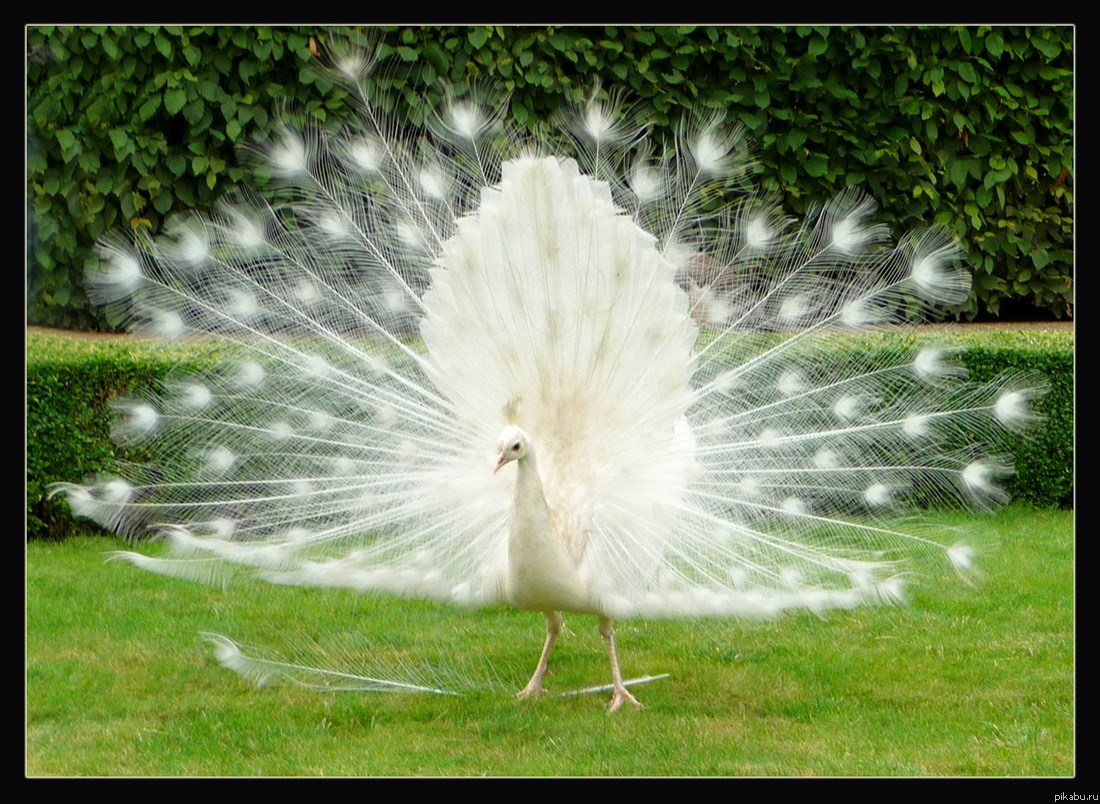 Невероятной красоты птиц!