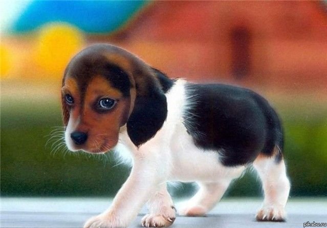 А я люблю собак!