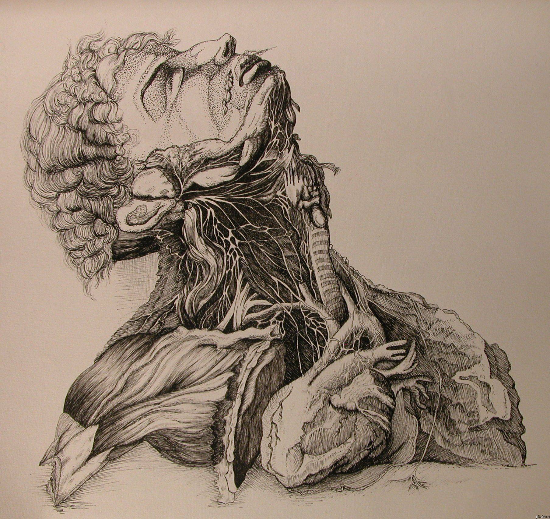 Человек в разрезе. Рисунок, выполненный от руки.