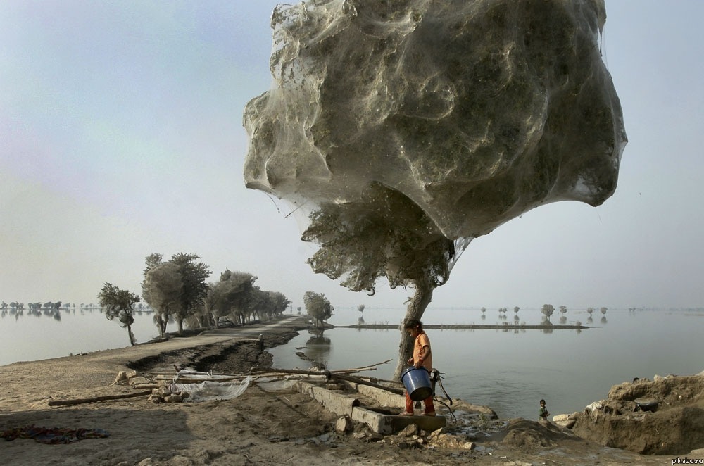 мега деревья