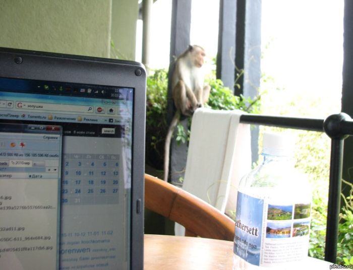 Весна уже пришла... а тут сидишь в офисе...