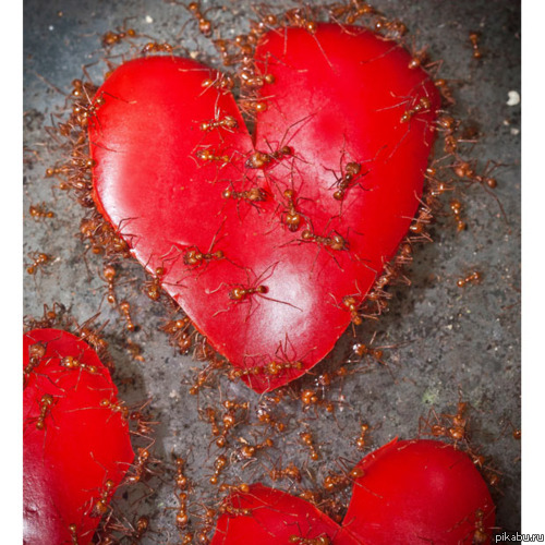 Муравьи тоже отмечают | Пикабу