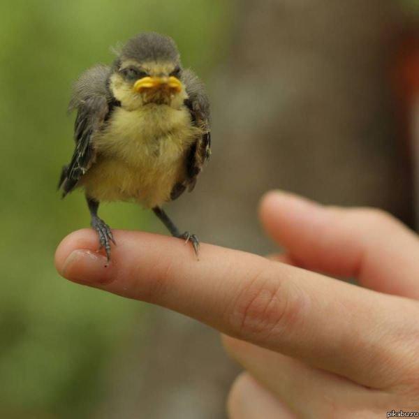 Не, ну и че звал то !? Жрать давай!!...