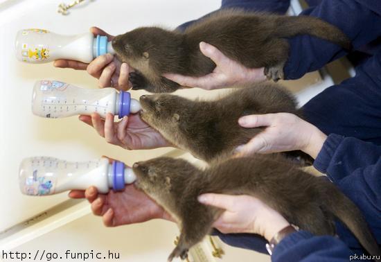 ���� "�����"...