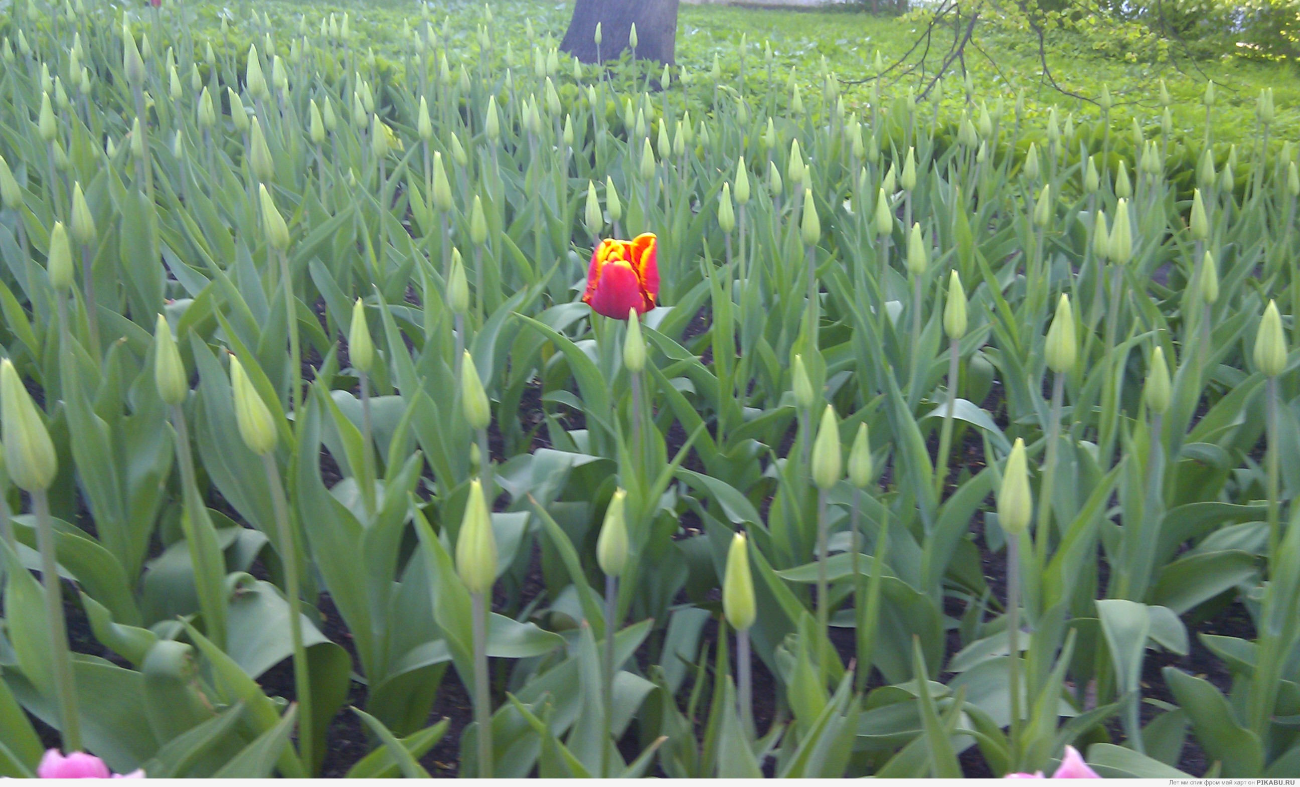 �������� ����