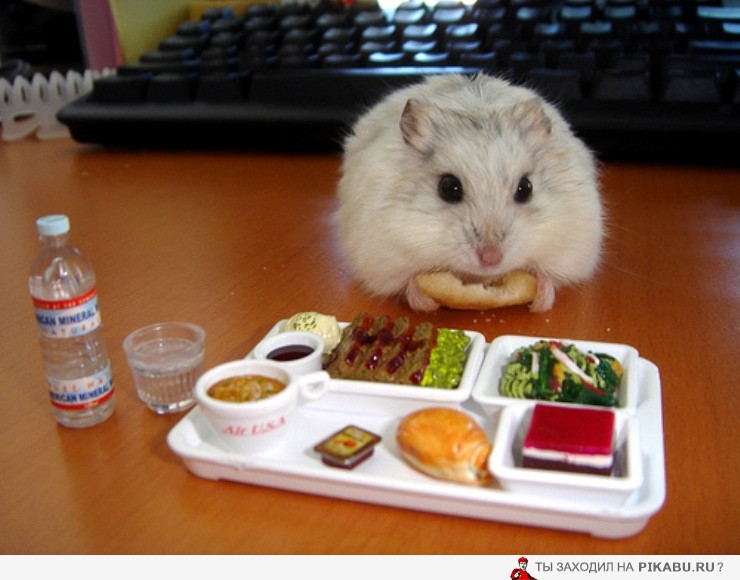 Хомка) | Пикабу