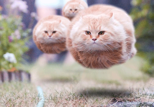 Летающие коты!