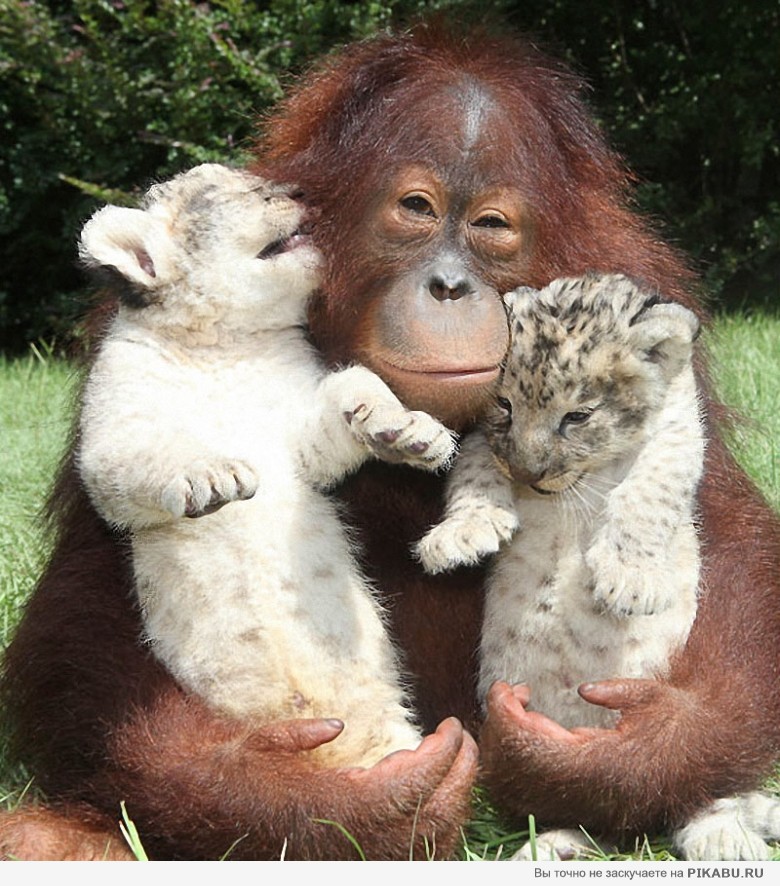 Ура! Брат с севера приехал!!!