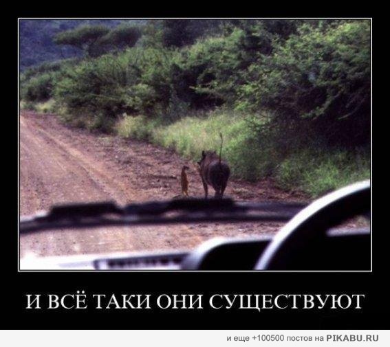 ����� �������