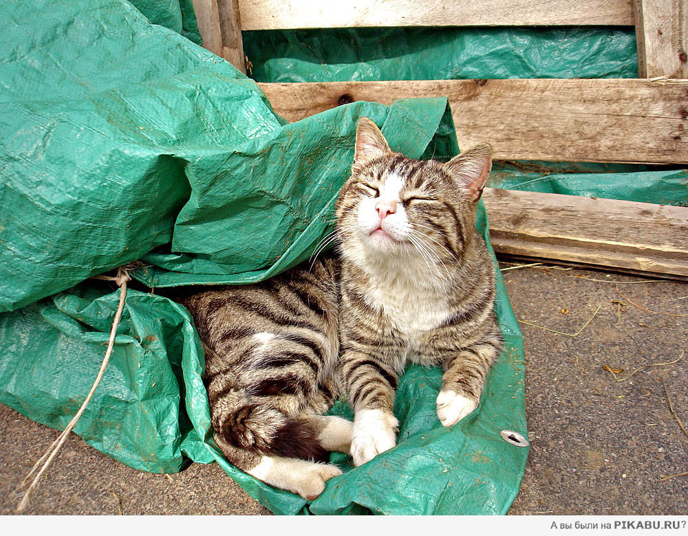 Довольная кошачья морда :) | Пикабу