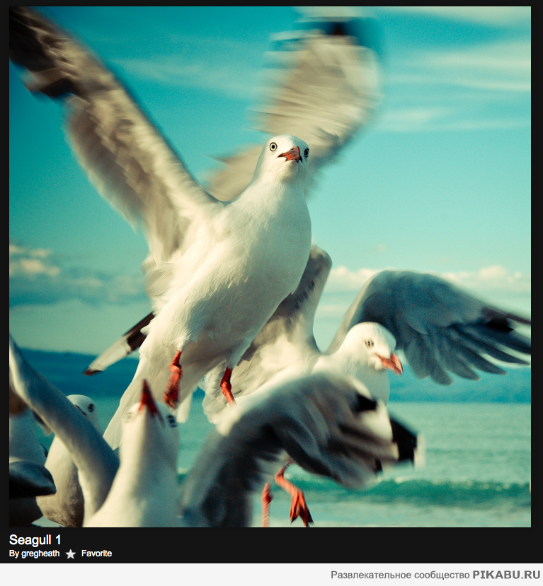 Красивая фотография | Пикабу