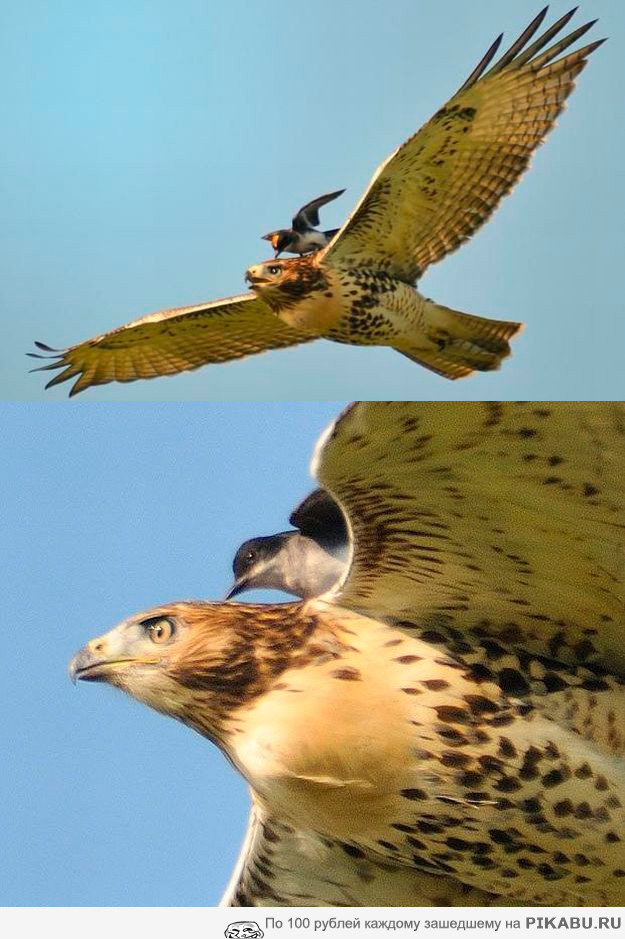 С ветерком | Пикабу