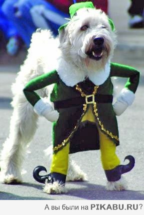 Гламурный песик)