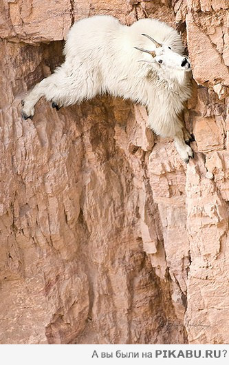 Во встрял козёл!