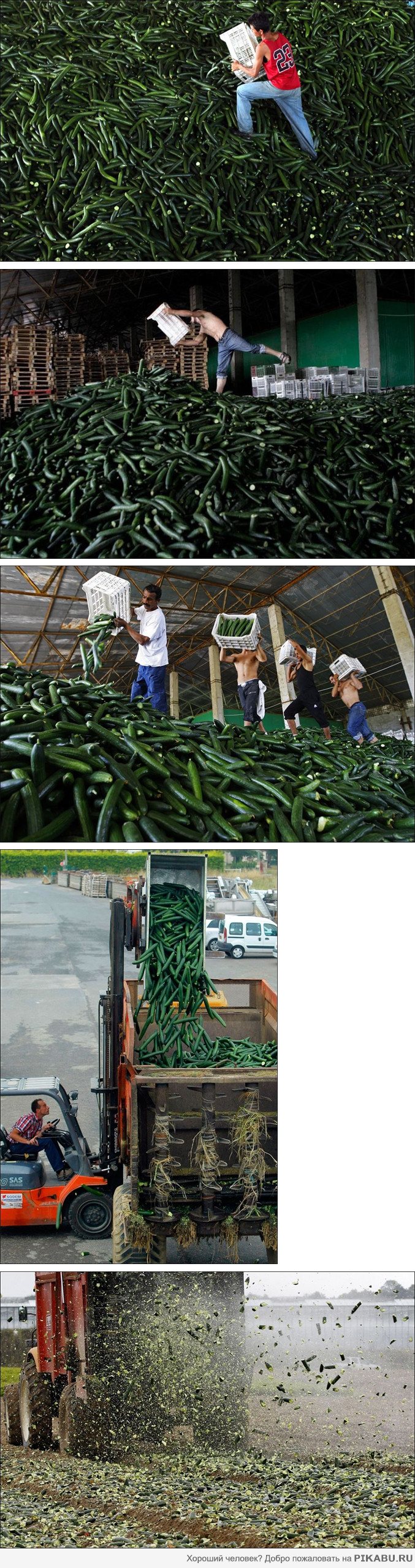 Огуречная вакханалия