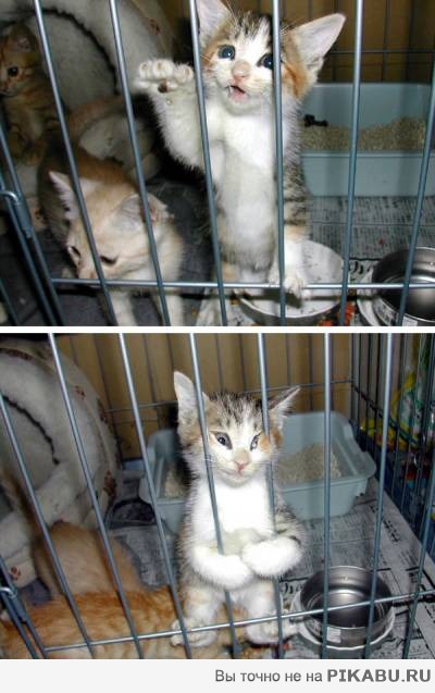 Я вырвусь и отомщу вам!