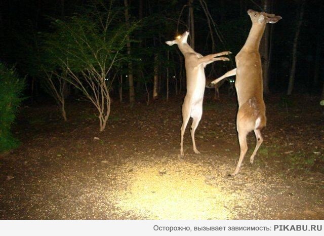 Лесные танцы