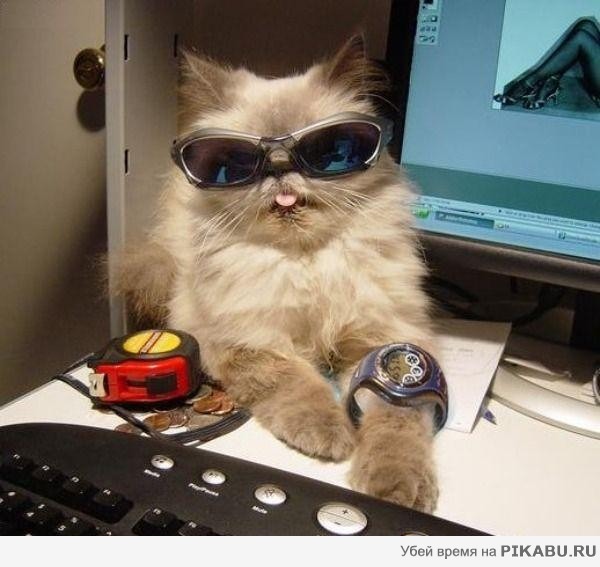 Гламурная кисуля)