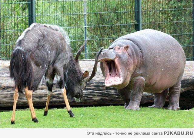 Бой дня! Козёл против Бегемота. Остольные фото в комментариях.