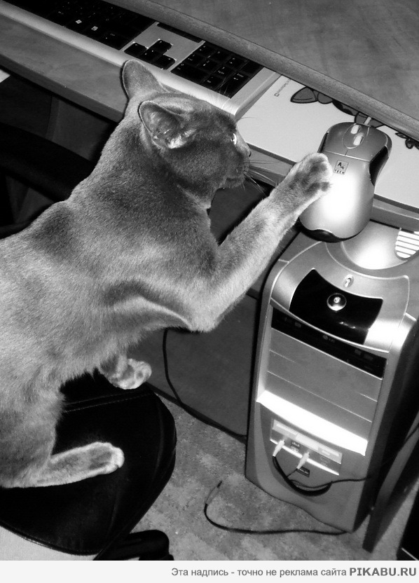 Поймала мышку)