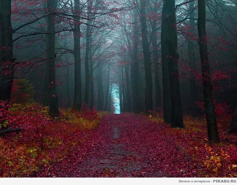 Photo of the Day
(National geographic) Autumn Woods, Germany