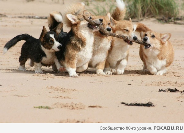 Нас много, а палка одна