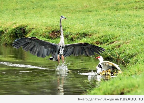 Цыганочка с выходом...публика в шоке:)