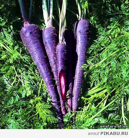 Морковь изначально была фиолетовой
