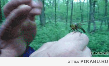 Стрекоза, дай пять!