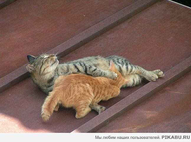 Как все знакомо