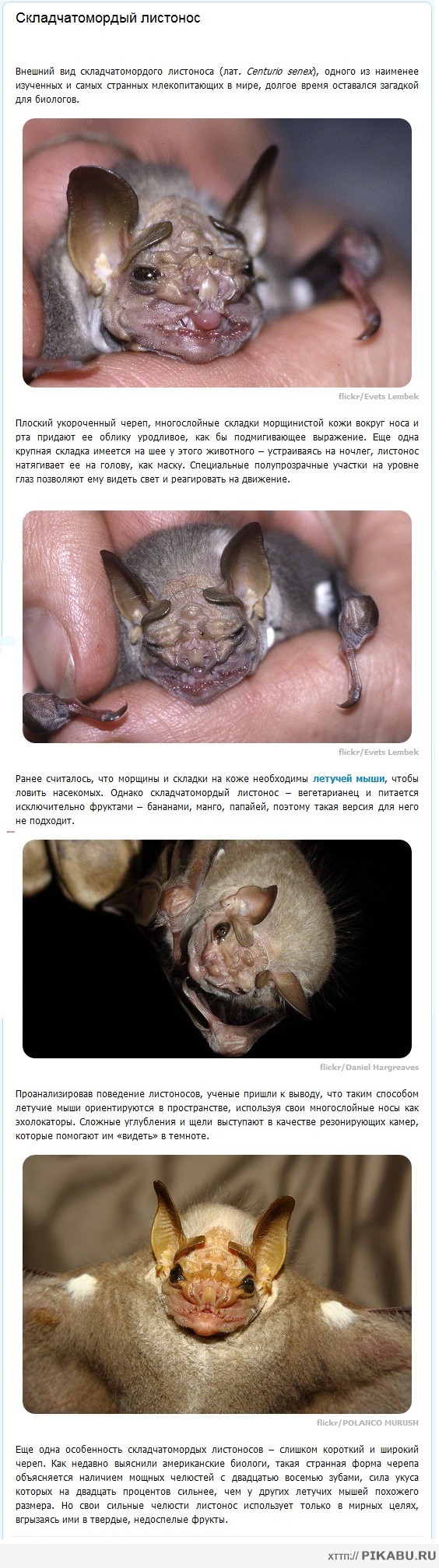 Знакомьтесь! Складчатомордый листонос. ))))