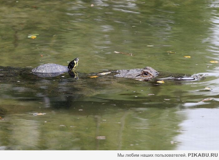 Turtle-���������.