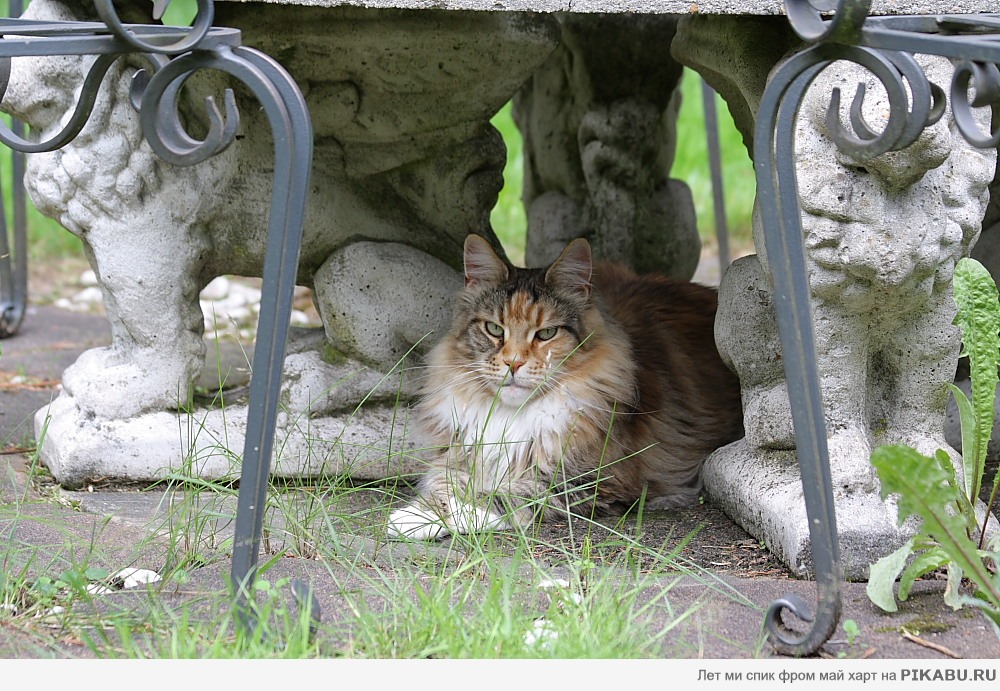 ��� ����