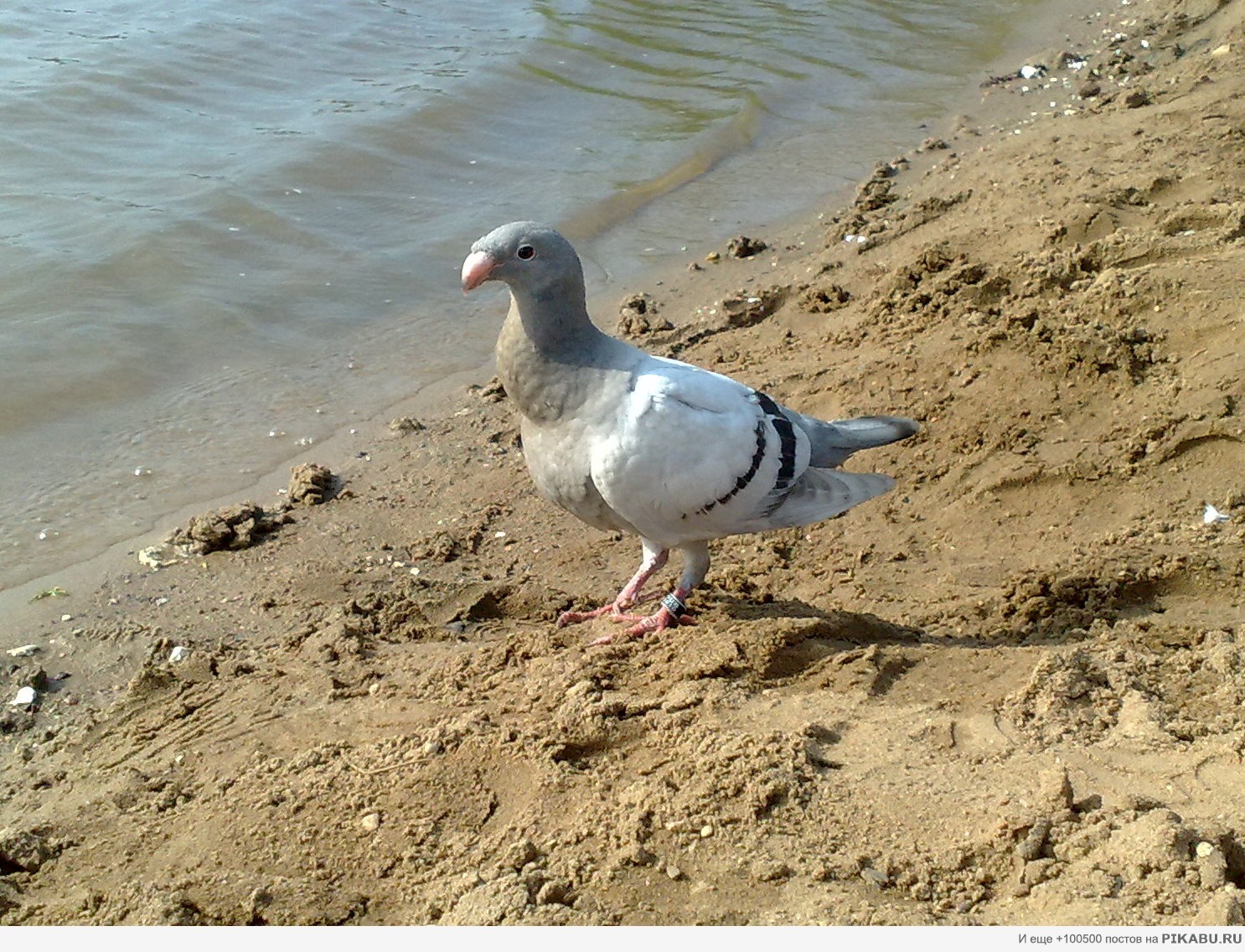 ������ �����-������ �����?