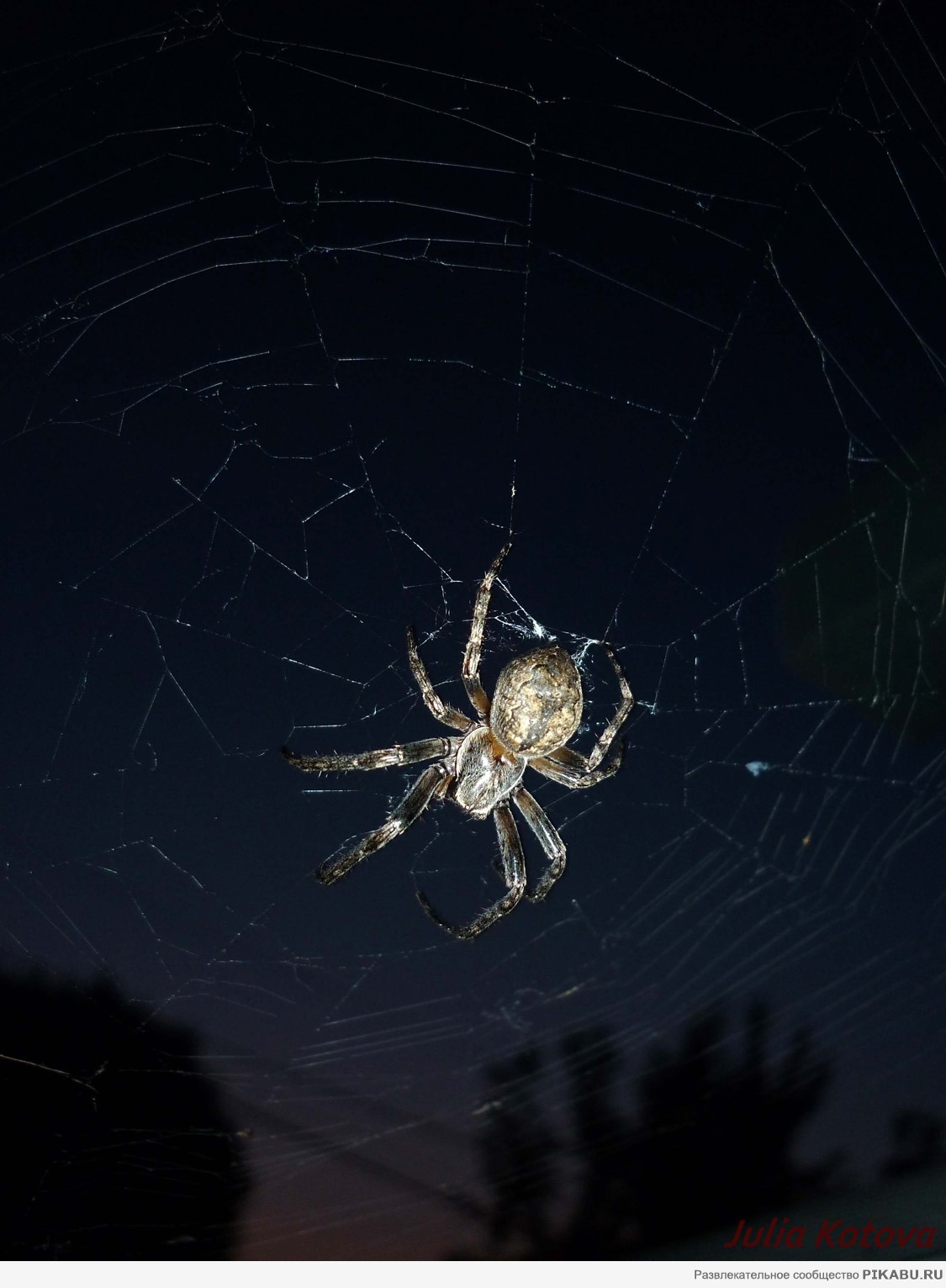 �� ���� ��������� ����