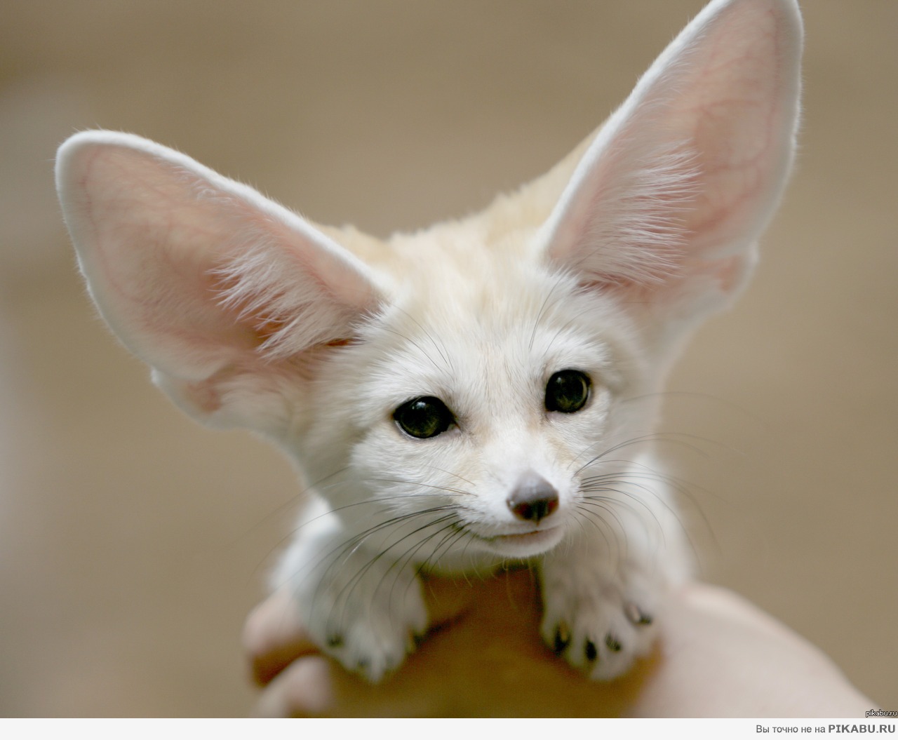 Господин ушастый