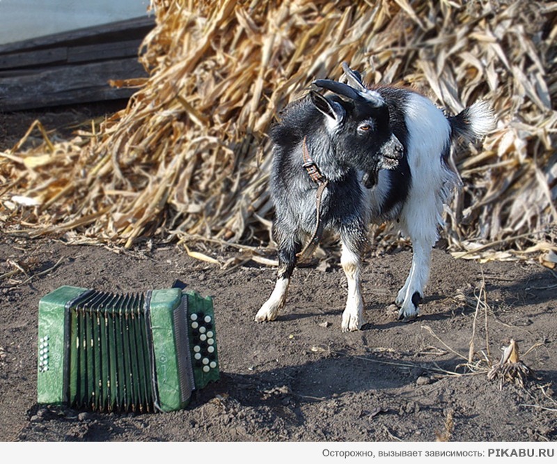 "На фига козе баян?"